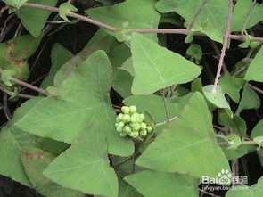 农村常见60种野生中草药 野生中药图片大全