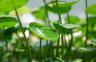 养铜钱草摆放大忌 铜钱草放哪里最旺财