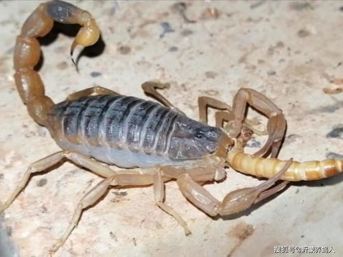 养殖蝎子的忠告 养蝎子投资和利润多少