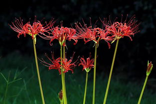 养彼岸花去晦气 养彼岸花的都是什么人