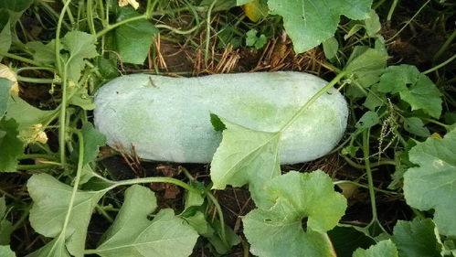 冬瓜多久施一次肥 冬瓜坐果后追肥技巧