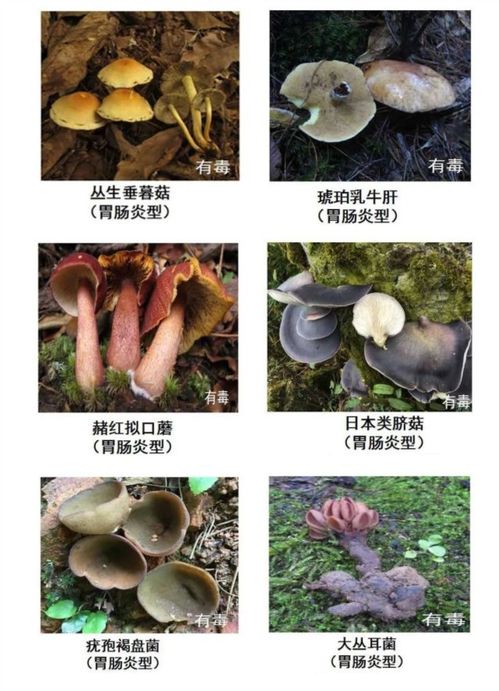 农村常见的毒蘑菇 什么样的野生蘑菇可以吃