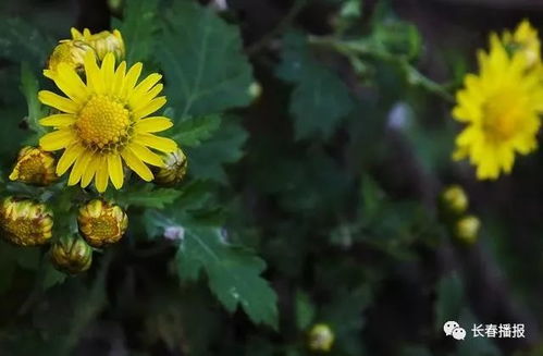 农村常见的50种野花野草 100种野花名字及图片