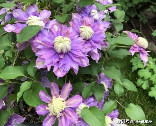 冬季里最耐寒的15种花卉 冬天冻不死的20种花