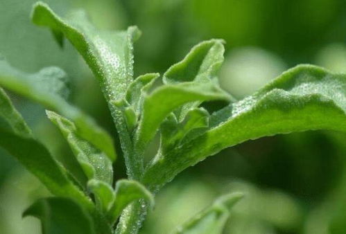 冰菜几月种植最好 冰菜的正确种植方法