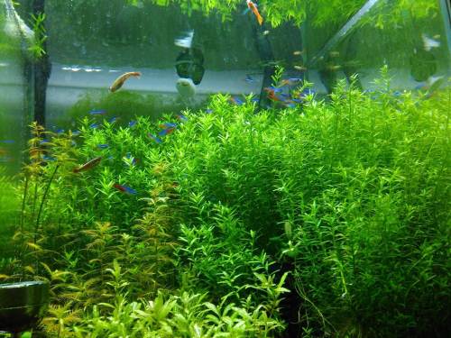 农村河里常见的水草 十种常见的野生水草