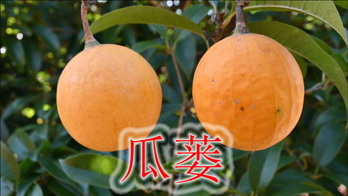 农村野生瓜蒌 瓜蒌的毒性很大