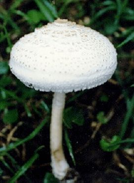 农村常见毒蘑菇有哪些 中国十大毒蘑菇图片