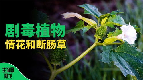 农村常见的剧毒植物 吃了必死的植物