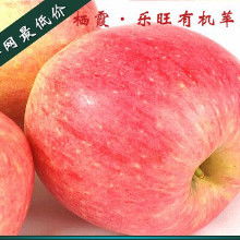 冰糖心苹果对身体好吗 冰糖心苹果和红富士哪个好