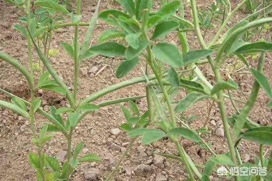 农村有一种草叫香草 最常见的20种香草植物
