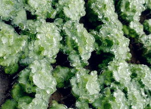 冰菜适合什么地方种植 冰菜种植时间及方法