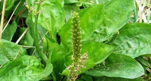 农村常见的植物300种 农村常见植物大全