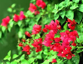 凤凰花是哪个城市的市花 凤凰花最多的城市