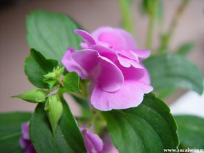 凤仙花是吉祥花吗 门口种凤仙花好吗