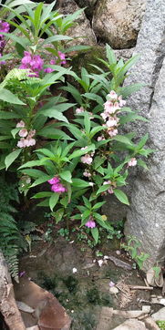 凤仙花的一生经历了哪五个阶段 凤仙花一生有几个阶段