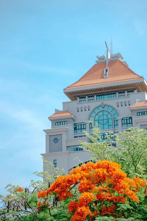 凤凰花开是几月 凤凰花开是为厦大写的吗