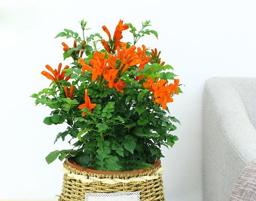 凌霄花长多高打顶 凌霄花打顶视频