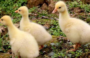 几月份养小鹅最佳时间 八月份养小鹅可以吗