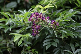 几十块的鸡血藤是真的吗 真假鸡血藤图片对比