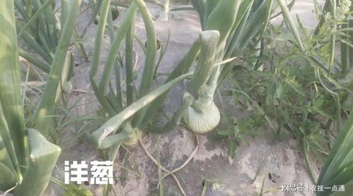 几月份移栽洋葱最好 洋葱苗最晚移栽时间
