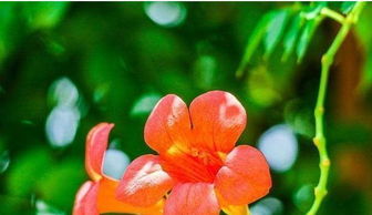 凌霄花唯美文案 凌霄花发朋友圈怎么说