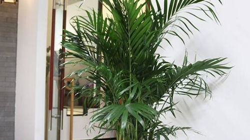 凤尾竹的风水禁忌 家里为什么不能养凤尾竹