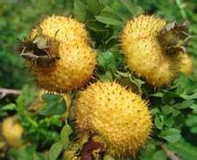 刺梨的十大功效与作用 刺梨的副作用太大了