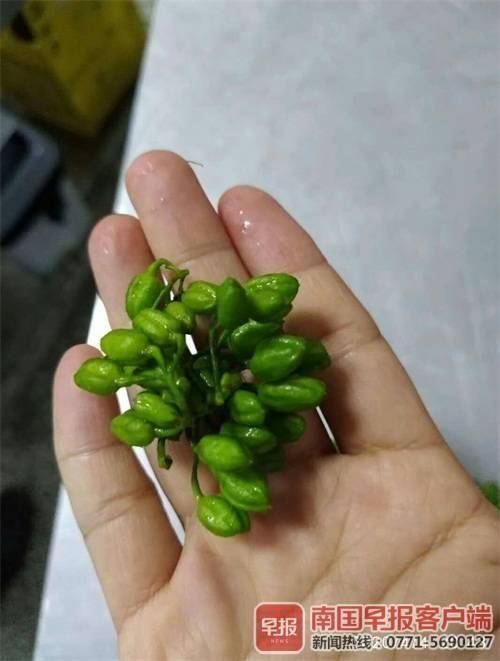 刚摘的金银花怎么处理 吃金银花一家六口丧命