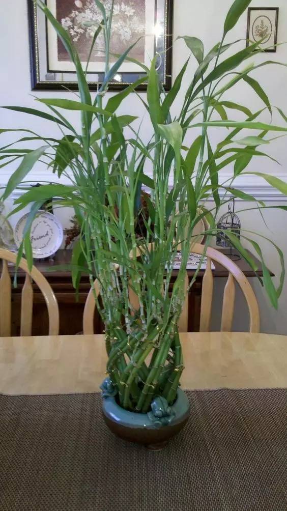 刚买回来的富贵竹怎么养容易活 富贵竹忌讳养几根