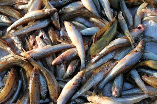 刚刚出生的小鱼苗如何喂养 小鱼怎么喂养