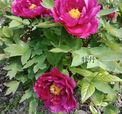 前不栽芍药后不栽牡丹 为什么院子不能种芍药