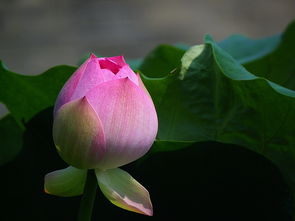 初秋荷花的美句 立秋后的荷花更美丽