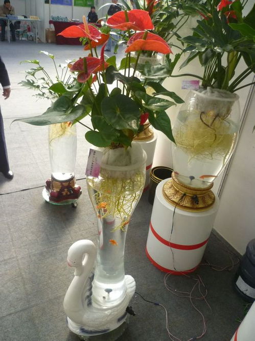 刚买来的红掌如何水培 红掌土培改水培正确方法