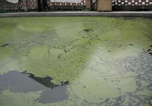 刚下的雨水能养鱼吗 雨水养鱼好还是自来水