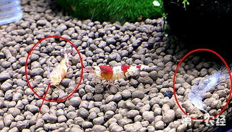 刚退壳的虾像死了一样 虾为什么脱完壳就死了