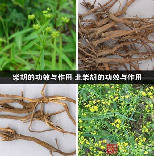 北柴胡的作用和功效 北柴胡对女性的作用