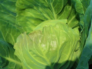 包菜俗称什么 包菜各地的叫法