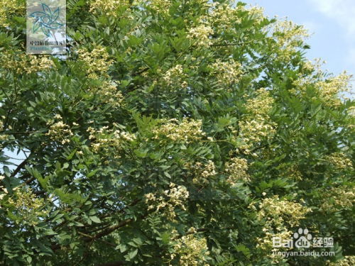 北京市市花和市树 天津市树和市花
