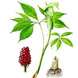 医生为什么开制天南星喝 制南星有神奇的功效