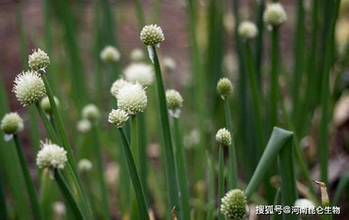 北方大葱移栽时间和方法 冬天吃的大葱几月份栽