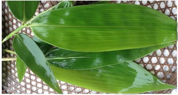 北方包粽子一般用什么叶子 包粽子的是什么叶子