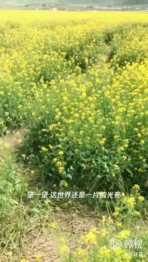 北方最晚几月种油菜 八月份可以种油菜吗