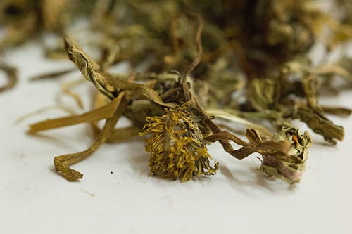 化瘀散结最厉害食物 蒲公英加什么散结最快