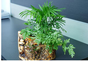 办公室桌最旺风水植物 适合办公室的10大植物