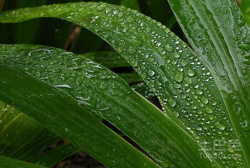 北方粽子叶是什么叶子 粽子叶的种类大全