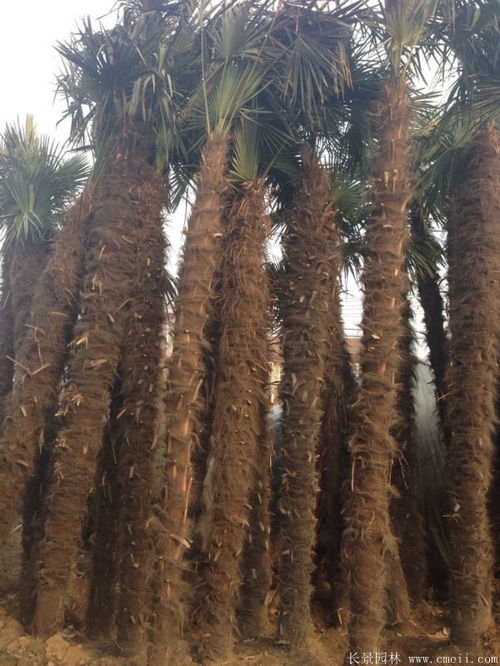 北方小区绿化常用植物 北方小区适合种什么树