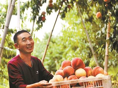 北京久保桃几月上市 平谷久保大桃上市时间