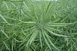 北方种油菜籽几月种好 北方7一8月种油菜行吗