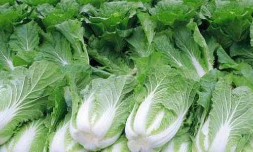 北方种啥白菜品种好 北方哪种大白菜口感最好